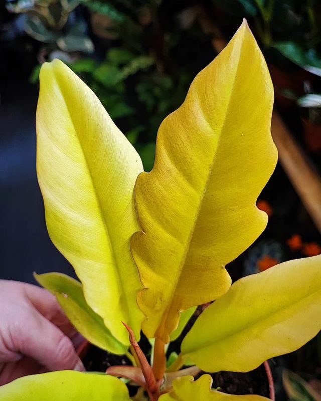 Philodendron Golden Saw
