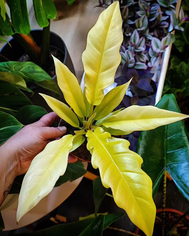 Philodendron Golden Saw