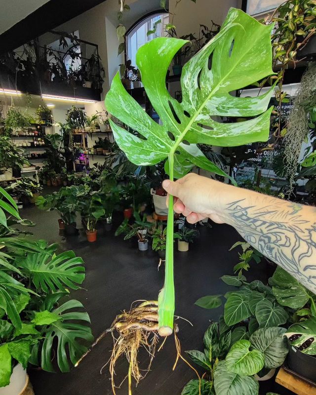 Monstera Albo Variegata. Stonkový řez