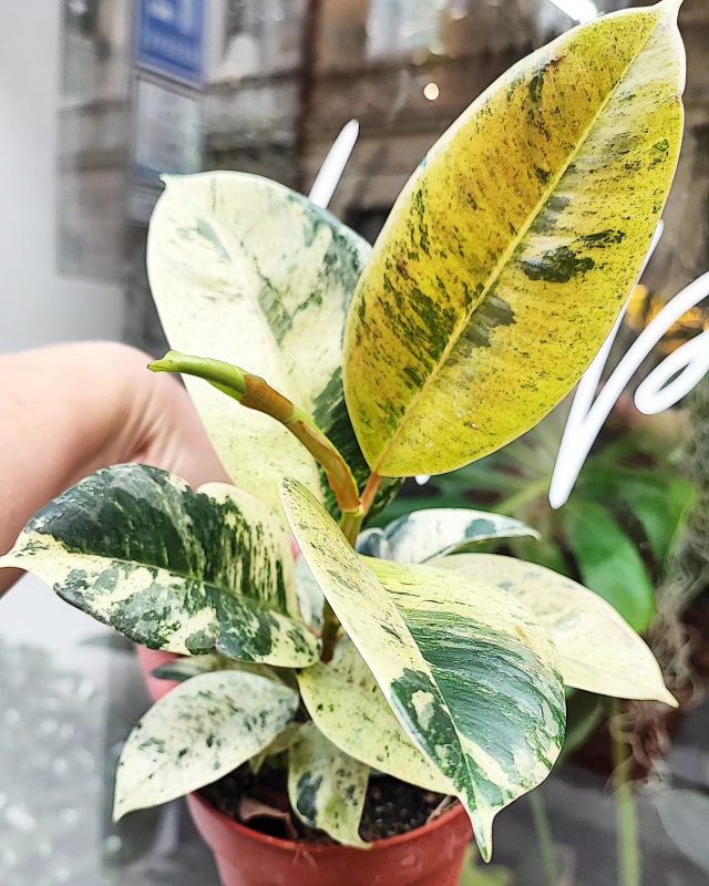 Ficus Elastica Shivereana