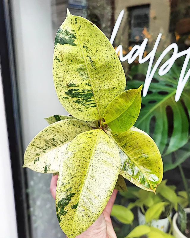 Ficus Elastica Shivereana