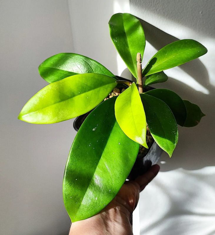 Hoya Monetteae