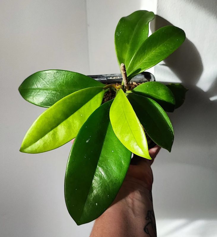 Hoya Monetteae