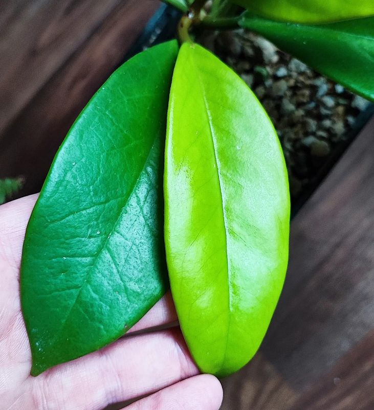 Hoya Monetteae