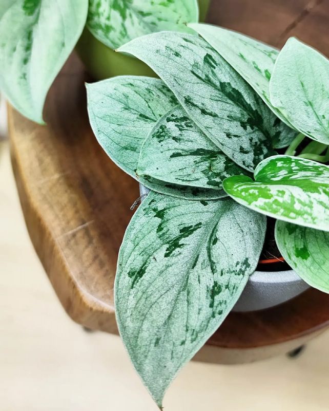Scindapsus pictus Silvery Anne