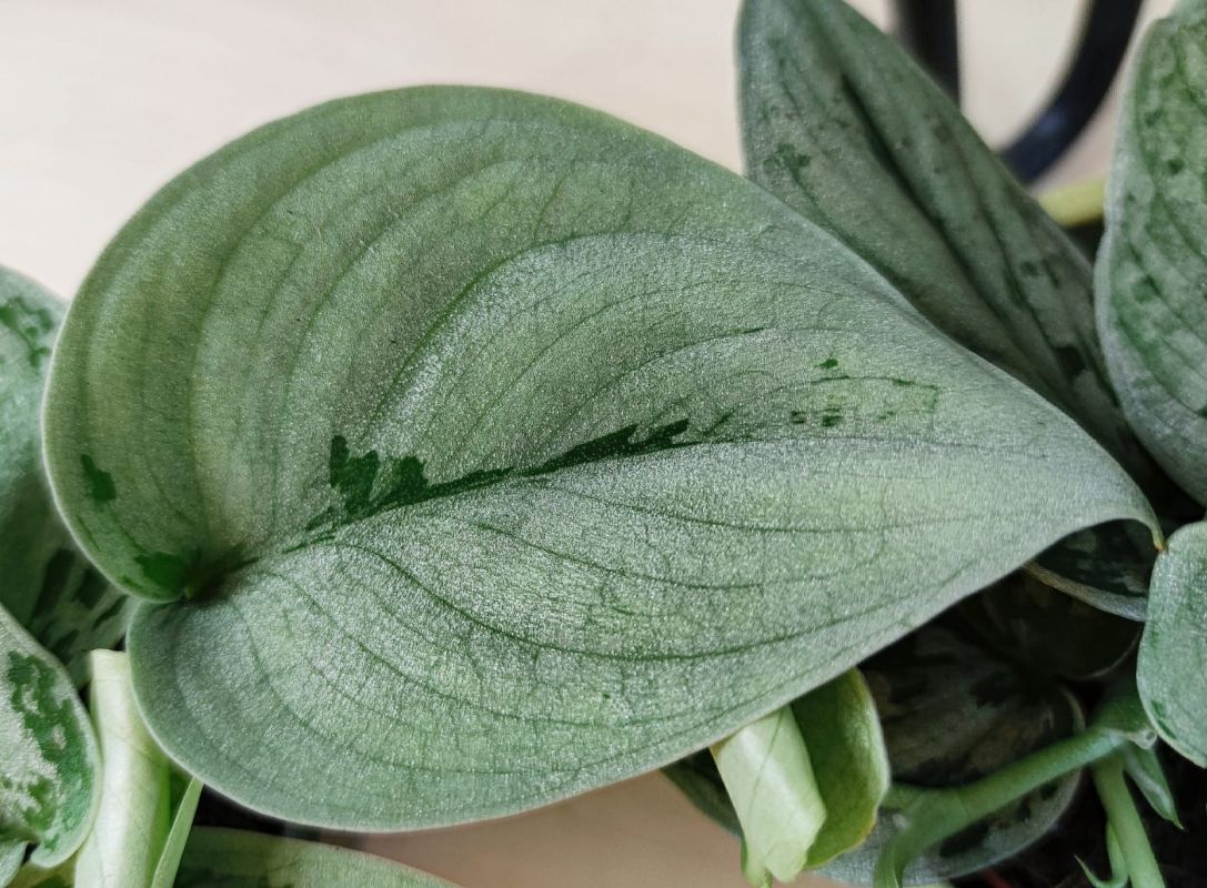 Scindapsus pictus Silvery Anne