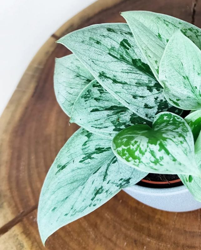 Scindapsus pictus Silvery Anne