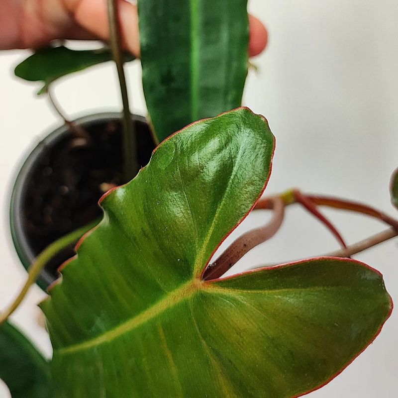 Philodendron Billietiae