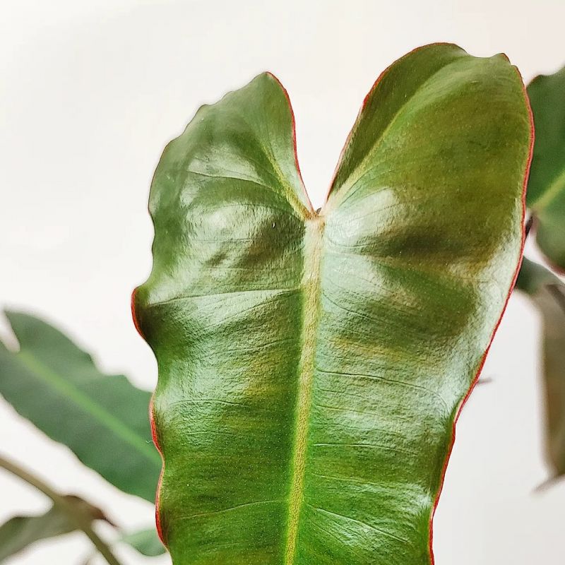 Philodendron Billietiae