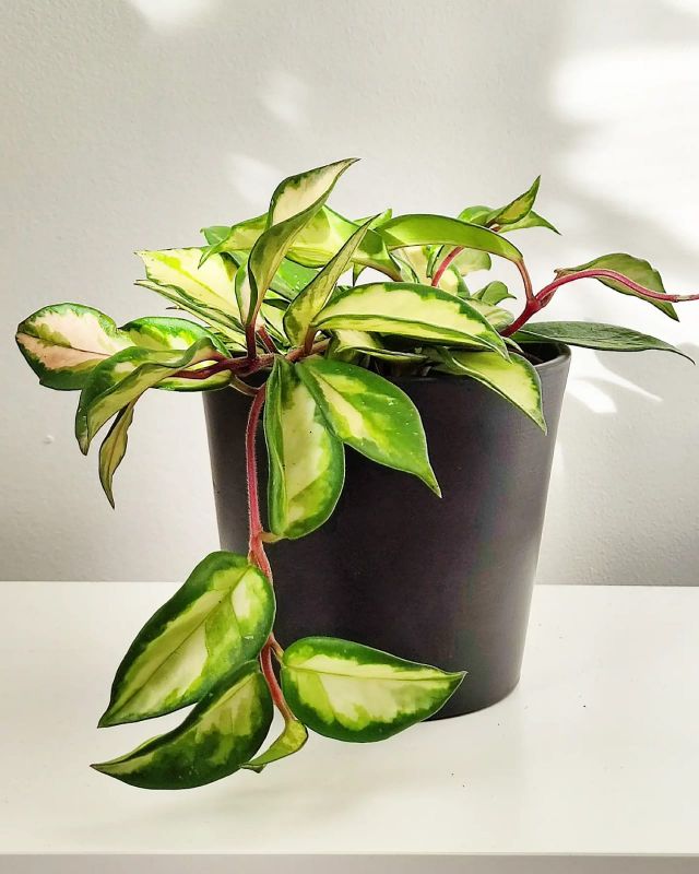 Hoya carnosa tricolor