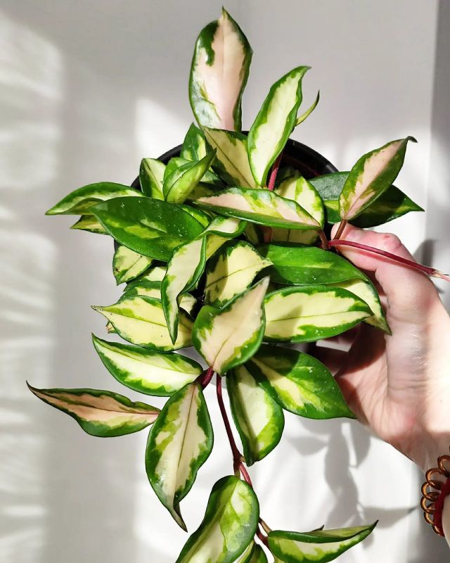 Hoya carnosa tricolor
