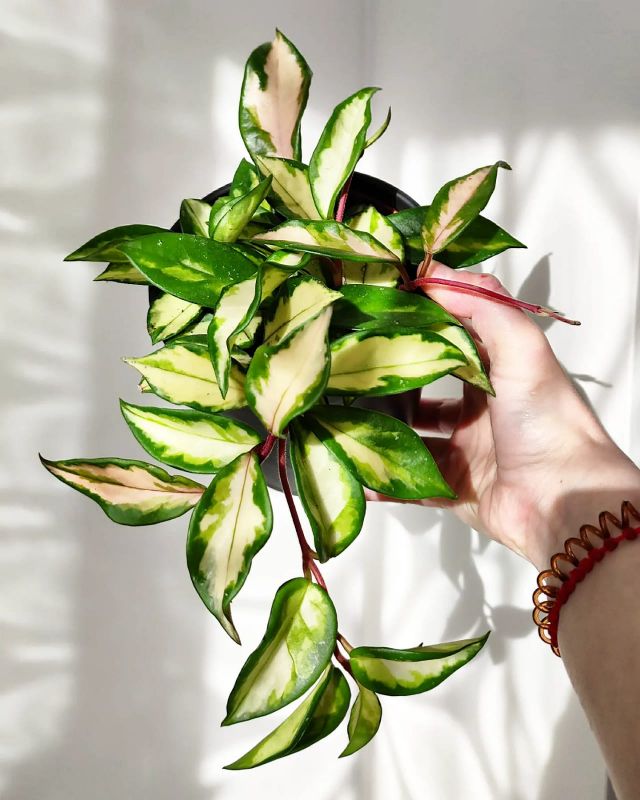 Hoya carnosa tricolor