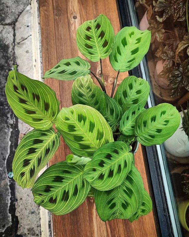 Maranta Light veins