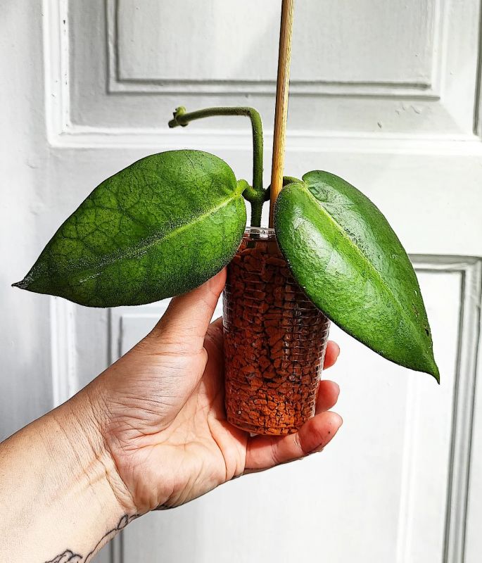 Hoya Calycina Stargazer řízek k zakořenění.