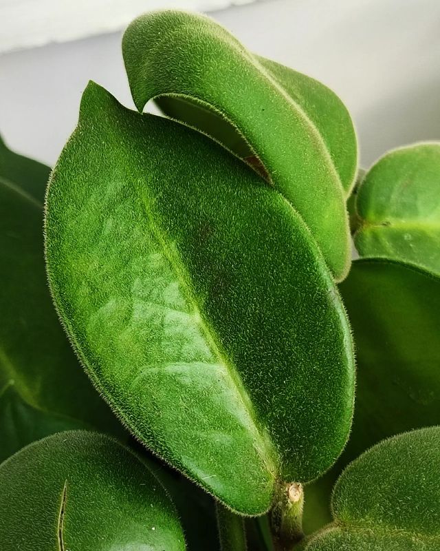 Hoya Calycina Stargazer řízek k zakořenění.