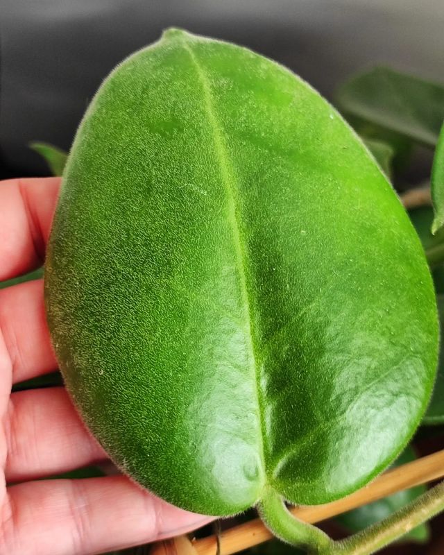 Hoya Calycina Stargazer řízek k zakořenění.