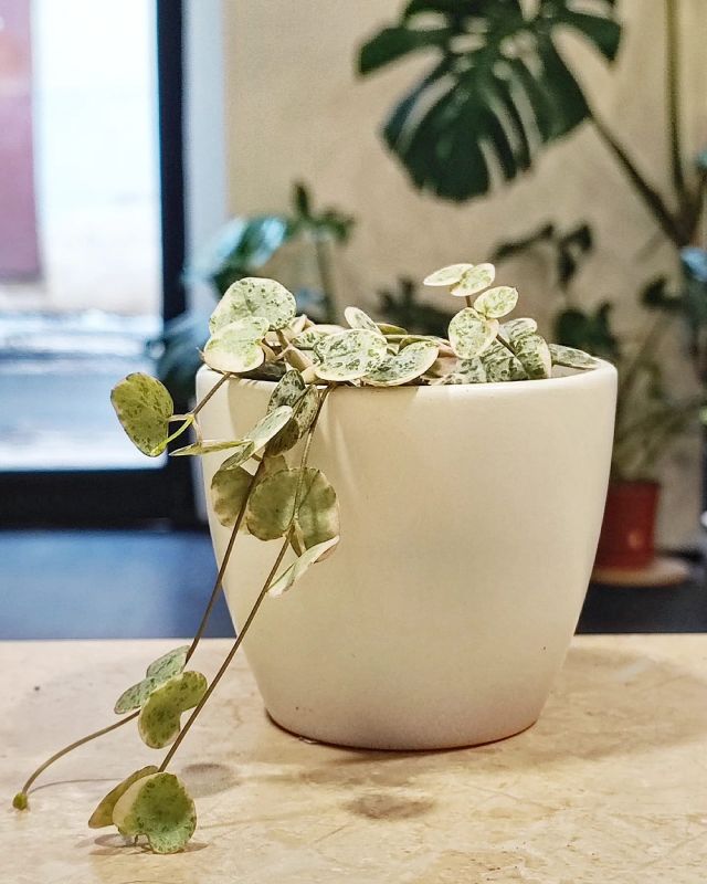 Ceropegia woodii Variegata