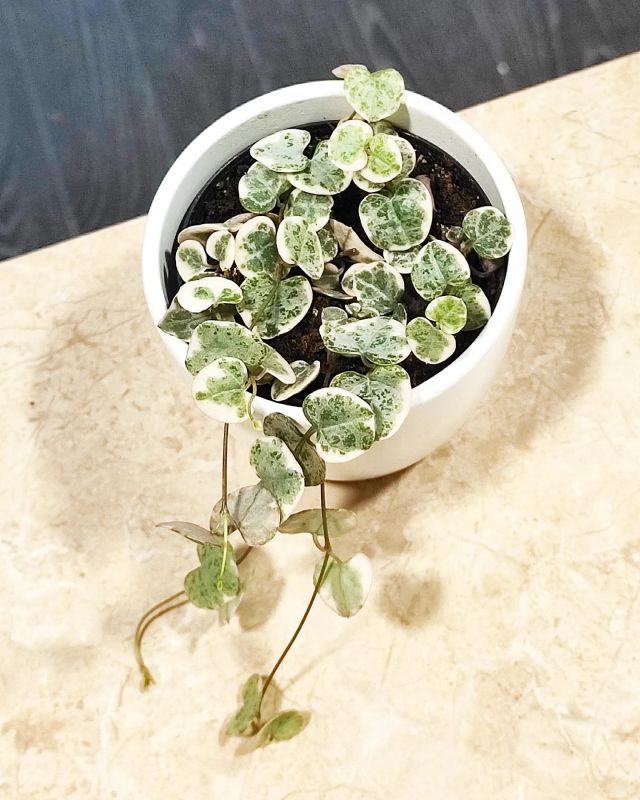 Ceropegia woodii Variegata