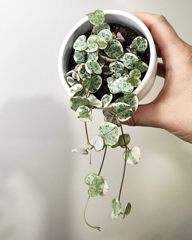Ceropegia woodii Variegata