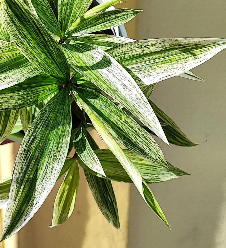 Dracaena Surculosa White