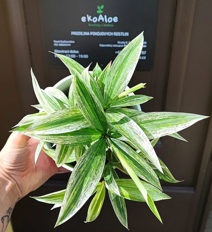 Dracaena Surculosa White