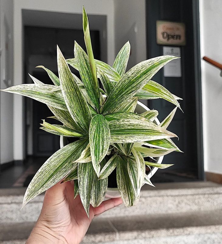 Dracaena Surculosa White
