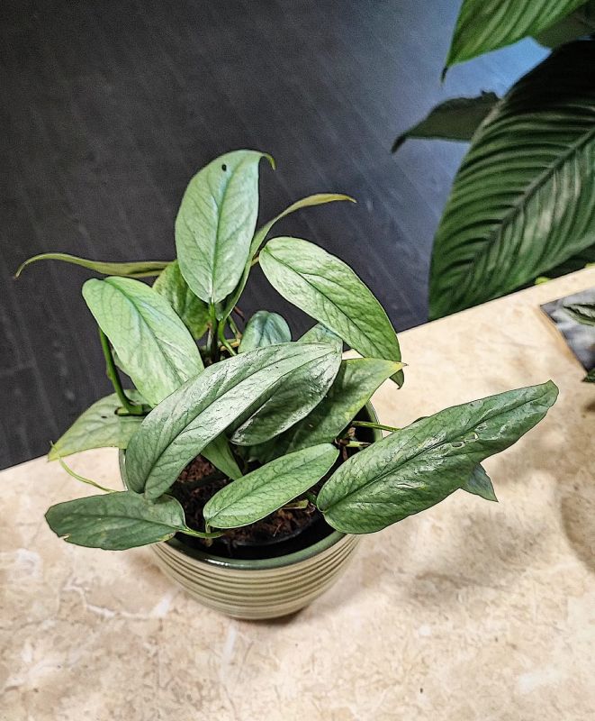 Epipremnum pinnatum Cebu blue
