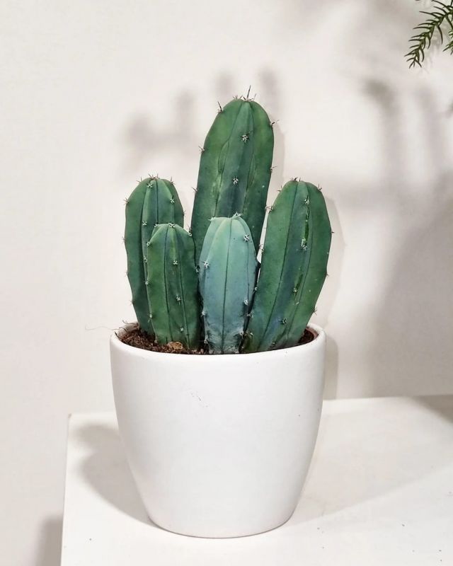 Myrtillocactus Cereus Geometrizans