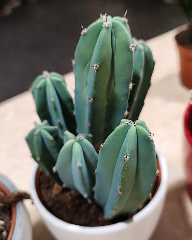 Myrtillocactus Cereus Geometrizans