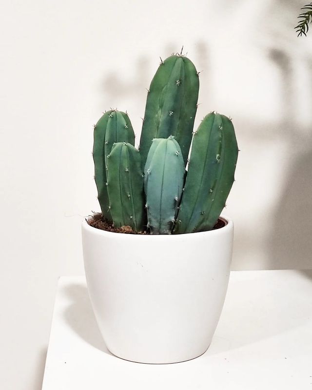 Myrtillocactus Cereus Geometrizans