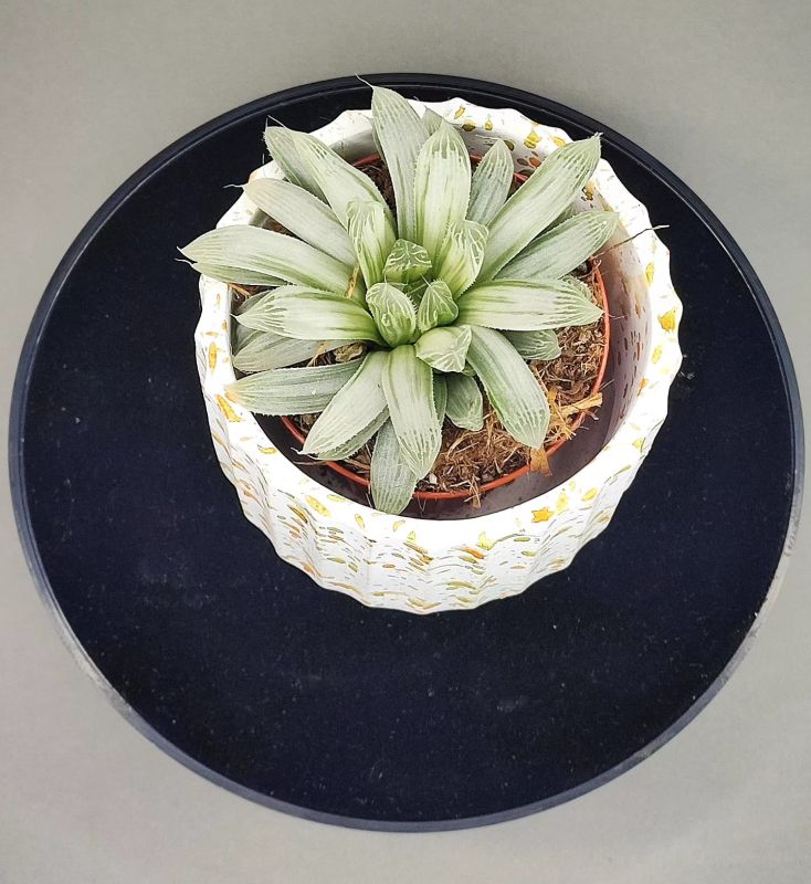 Haworthia cymbiformis f. variegata