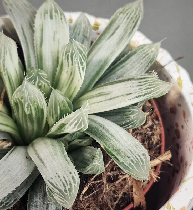 Haworthia cymbiformis f. variegata