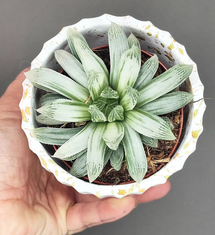 Haworthia cymbiformis f. variegata