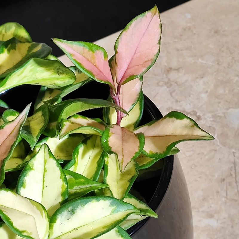 Hoya carnosa "tricolor"