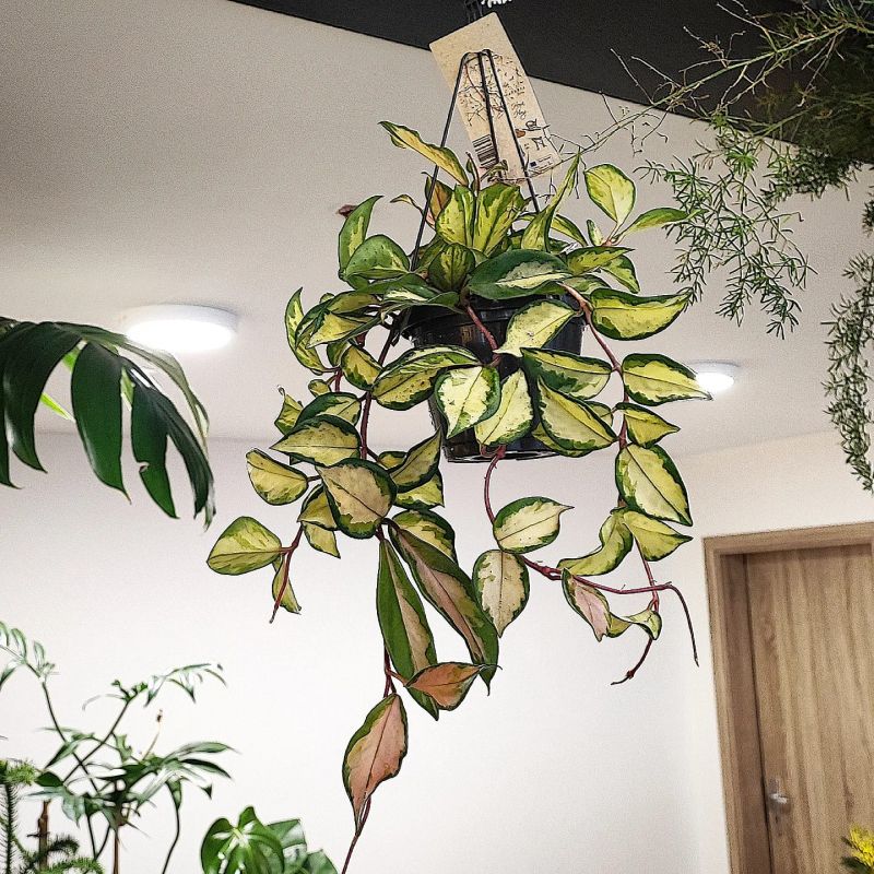 Hoya carnosa "tricolor"