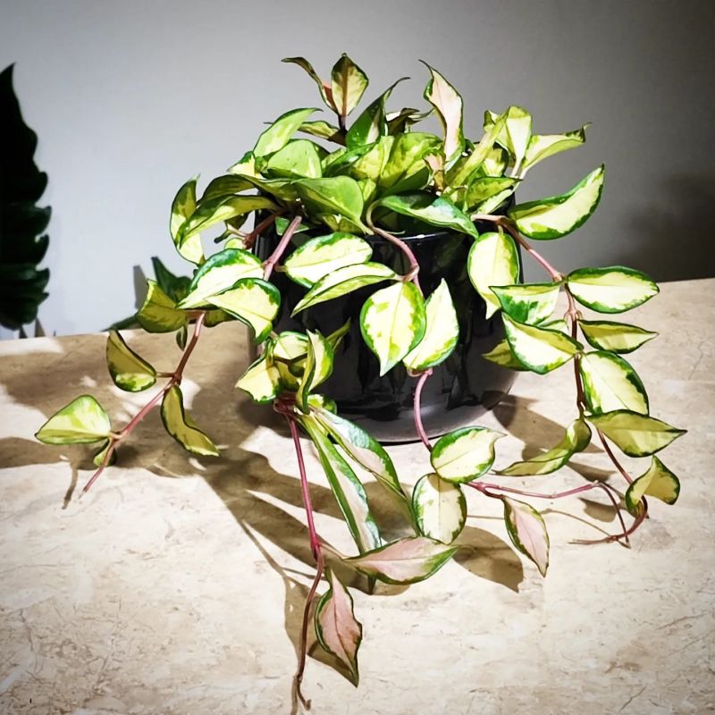 Hoya carnosa "tricolor"