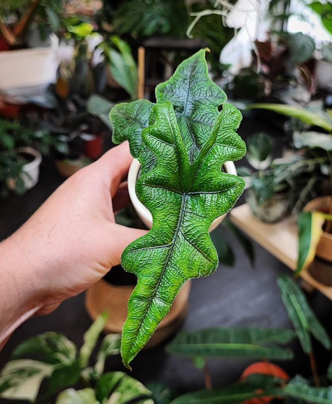 Alocasia Jacklyn baby