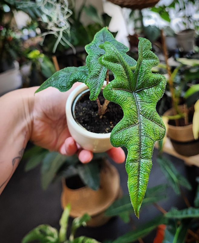Alocasia Jacklyn baby