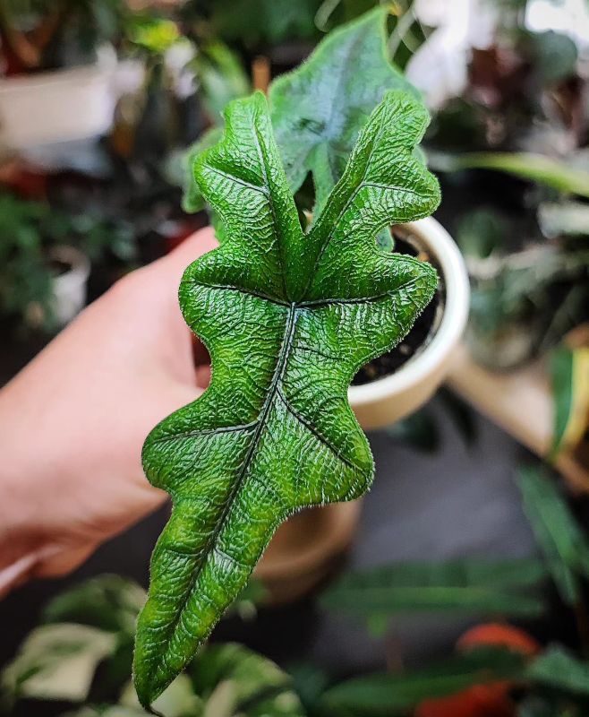 Alocasia Jacklyn baby