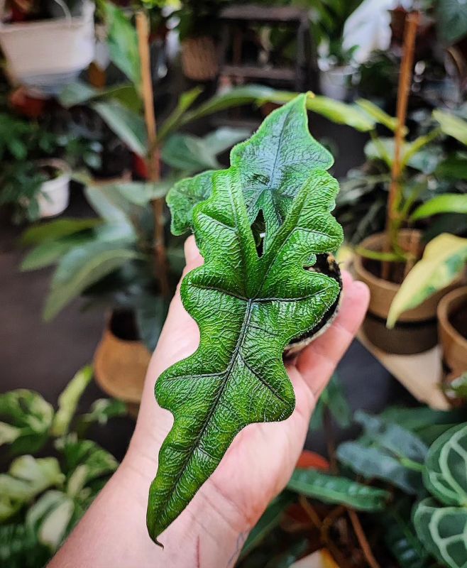 Alocasia Jacklyn baby