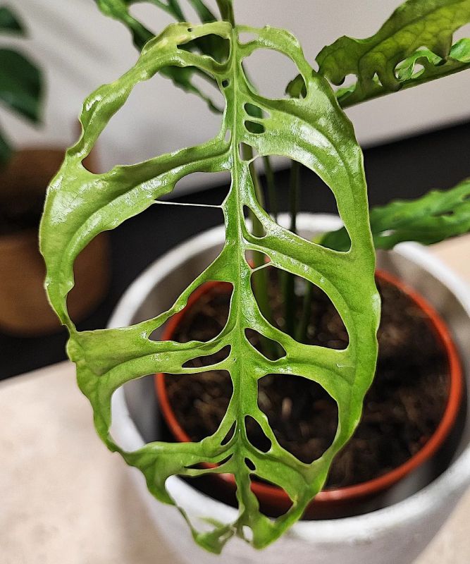 Monstera Obliqua Peru