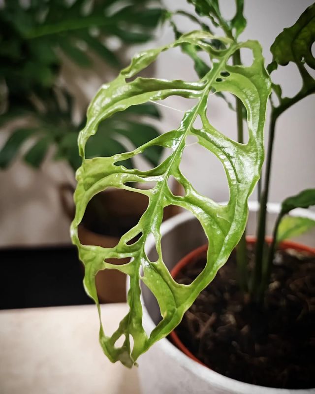 Monstera Obliqua Peru