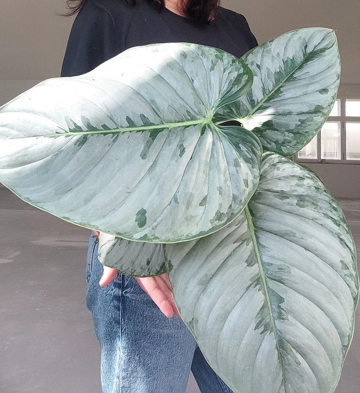 Philodendron Sodiroi
