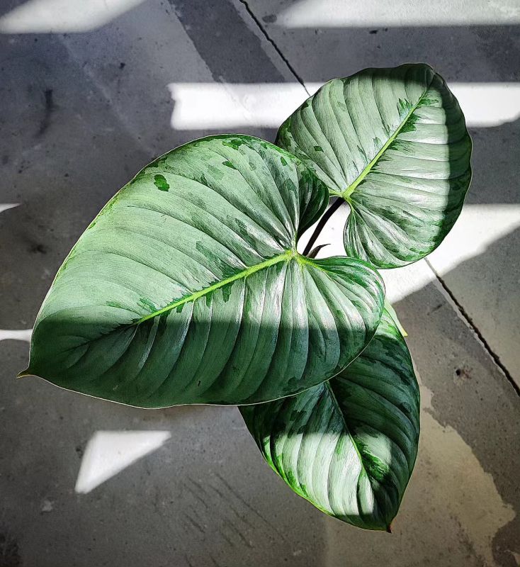 Philodendron Sodiroi
