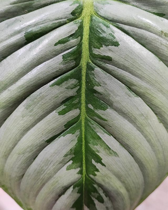 Philodendron Sodiroi