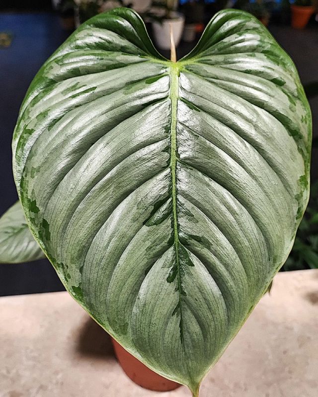 Philodendron Sodiroi