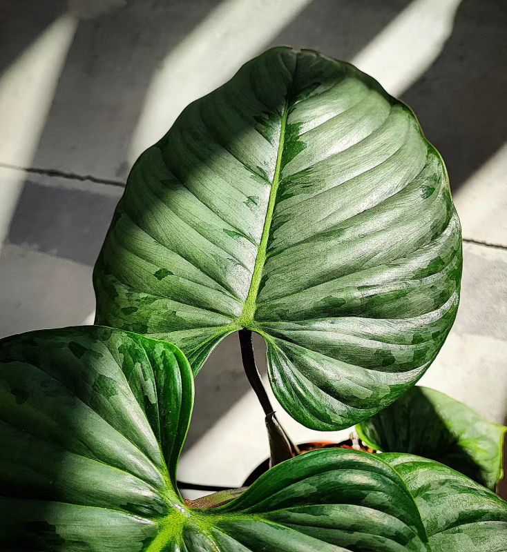 Philodendron Sodiroi