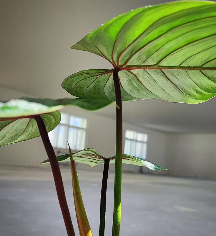 Philodendron Sodiroi