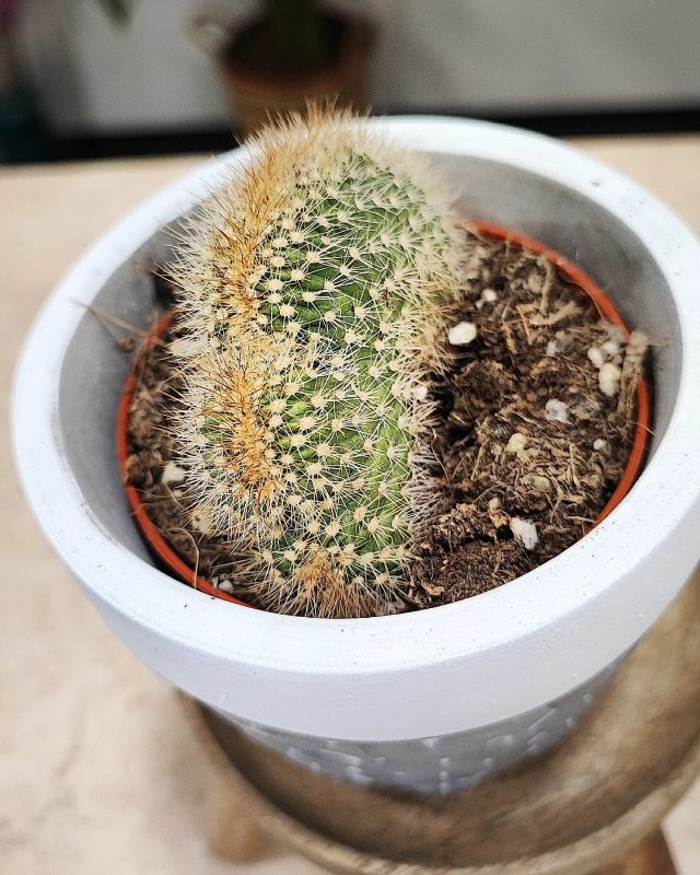 Bolivicereus Cristata.