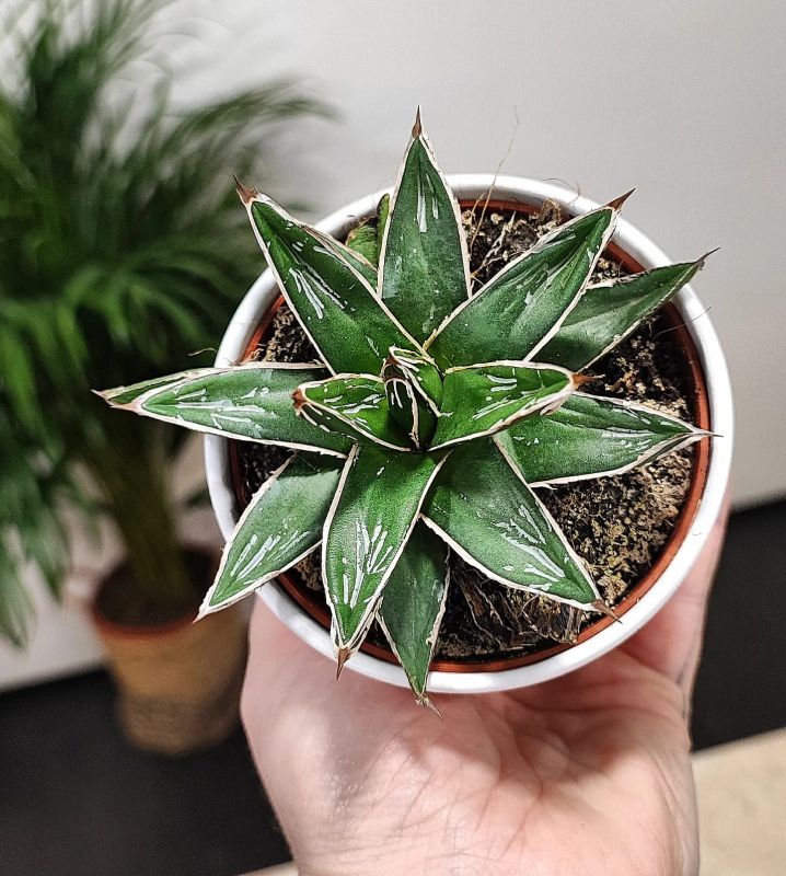 Agave Victoriae-reginae